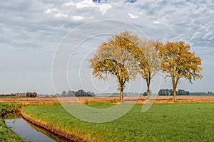 Three yellowed trees against a cloudy sky