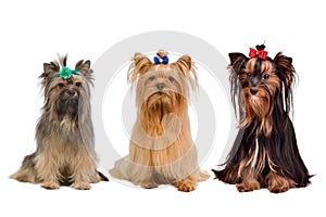 Three Yorkshire terrier dogs