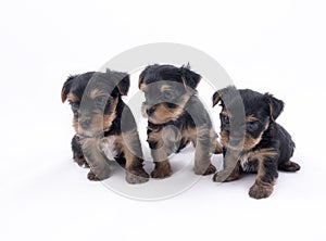 Three Yorkshire Terrier puppies