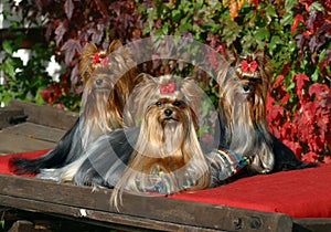 Three Yorkshire terriers dogs