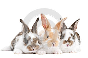 Three young baby rabbit isolated