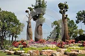 Three young baobabs