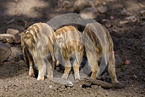 Three young boar pigs from behind