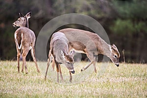 Three young Button Bucks playing together.