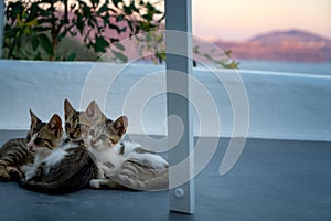 Three young cats lying on the floor of a terrace in Oia, Santorini