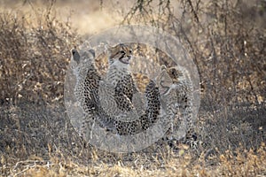 Three young cheetah cubs sitting in dry grass in Ndutu Tanzania