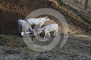 Three Young Chianina cows in the fence