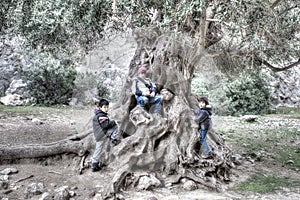 Three young children playing on a gnarled tree