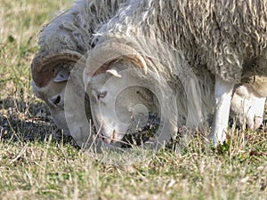 Three young clots or ram pasturing on the grass field
