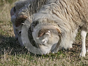 Three young clots or ram pasturing on the grass field