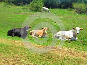 Three young cows of different colors lying
