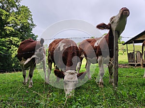 Three young cows each one with a different pose