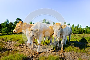 Three young cows posing for the photographer