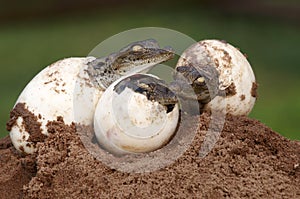 Three Young Nile Crocodiles hatching from eggs