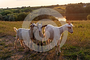 Three young cute goats poses to camera at sunset. A young goat kids grazing in the evening. Beautiful rural landscape in
