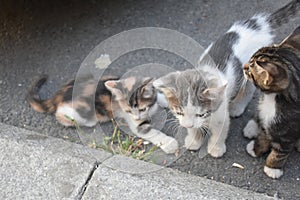 Three young cute kittens playing in
