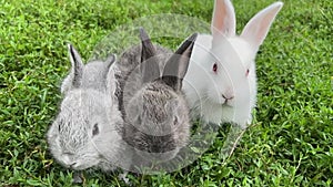 Three young cute rabbits are sitting on green grass. Rabbits are resting in the grass.