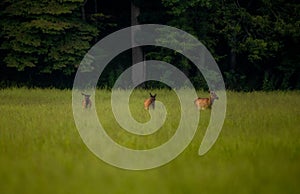 Three Young Elk Cross Through Tall Grass of Meadow