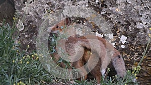 Three young Fox playing near his hole Vulpes vulpes, Sound of nature. Close up