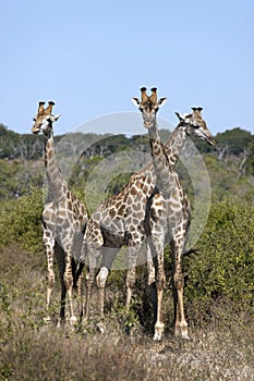 Three young Giraffe - Botswana