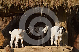 Three young goats in Nepal