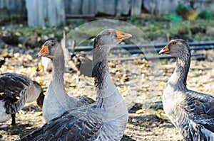 Three young gray domestic geese in farmer`s aviary