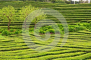 Three young green trees stand among horizontal and diagonal rows of green tea bushes