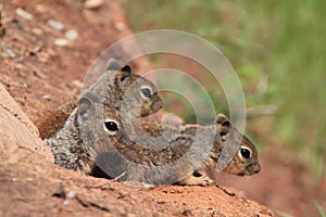 Three young grey squirrels