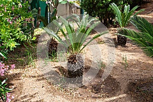 Three young growing palms in a small southern garden bathed in sunlight. Close-up