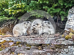 Three Young Hoary Marmot Pups