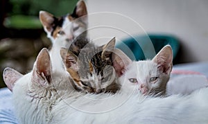 Three young kitten eating milk on their mother