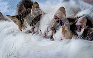 Three young kitten eating milk on their mother