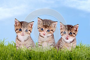 Three young kitten on a green meadow