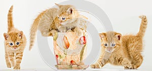 Three young kittens playing. Red cats playing together. Cats on a white solid background.