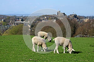 Three young lambs in field, Lancaster