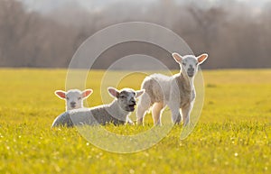 Three young lambs in a field. UK