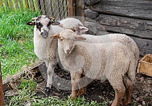 Three young lambs looking in to the camera
