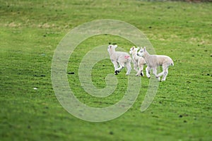 Three young lambs running across a field