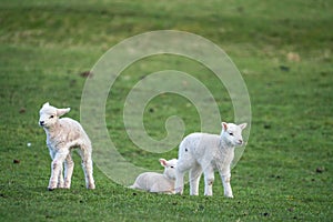 Three young lambs
