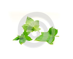 Three young lobed luffa or loofah leaves with long petioles stalk isolated on white edible Luffa aegyptiaca