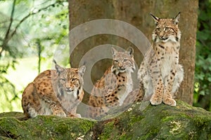 Three young lynx is attentively in the forest
