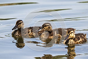 three young mallards chicks swimming
