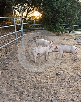 Three young pink dirty domestic pig siblings w cute curly tails, facing each other noses touching, sunset lighting