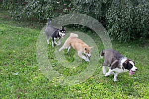 Three young puppies are running on a green grass in the summer park. Pet animals.