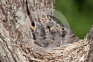 Three young robins cry in with hunger pain