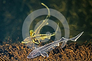 Three young Russian sturgeon