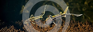 Three young Russian sturgeon