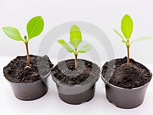 three young seedlings in pots on a white background