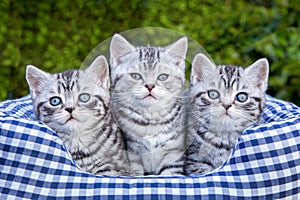 Three young silver tabby cats in checkered basket