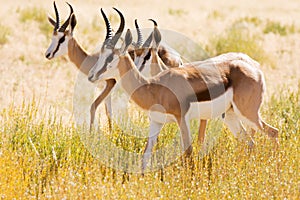 Three young Springbok in the Kalahari desert photo